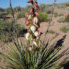 Narrow-leaved Yucca