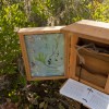 Pygmy Fringe Tree Shrine Box