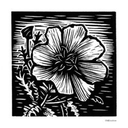 Evening Primrose, 4x4", woodcut